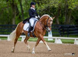 Brenner IK (Barolo x Luette) - Haflinger Dressage Stallion